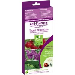 COCCINELLES CONTRE LES PUCERONS SUR PLANTES HAUTES